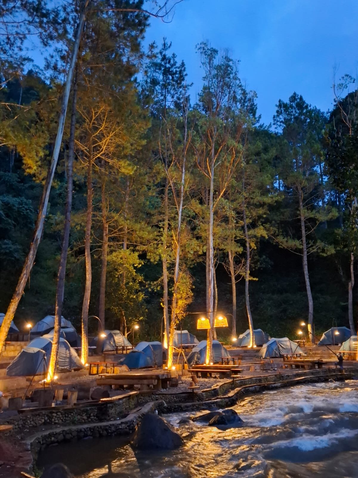 Gallery Pineus Tilu 4 7